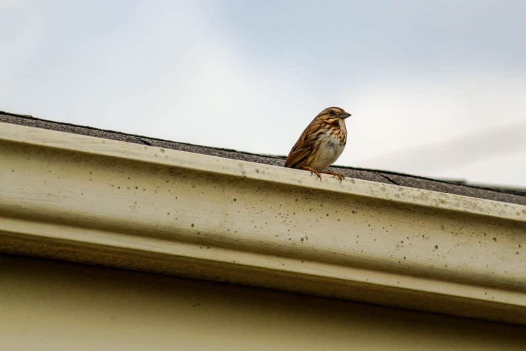 Bird on Roof