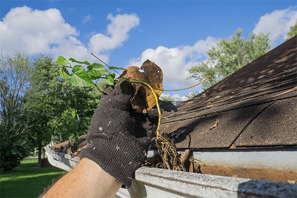 Cleaning Leaves