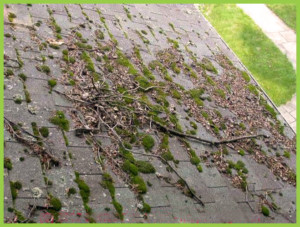 green moss on roof from above