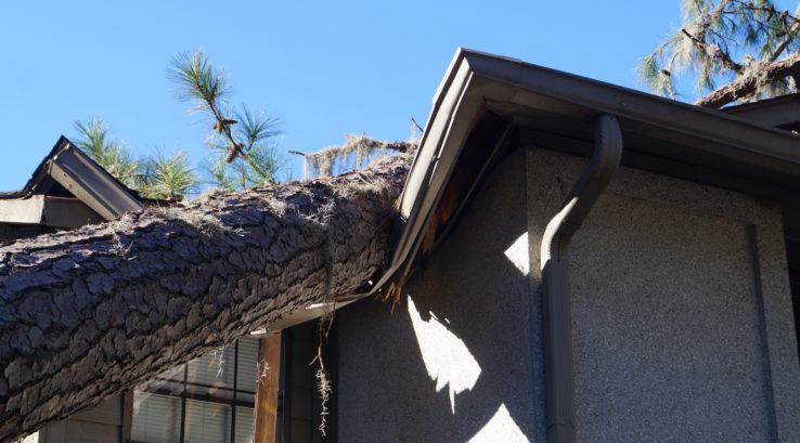 Roof Damage from Trees