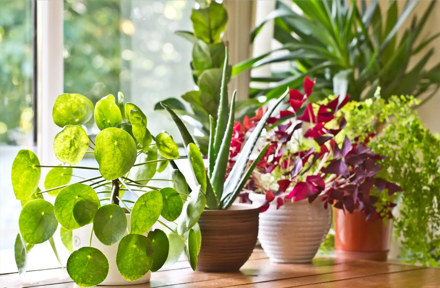 Kitchen Windows for Plants