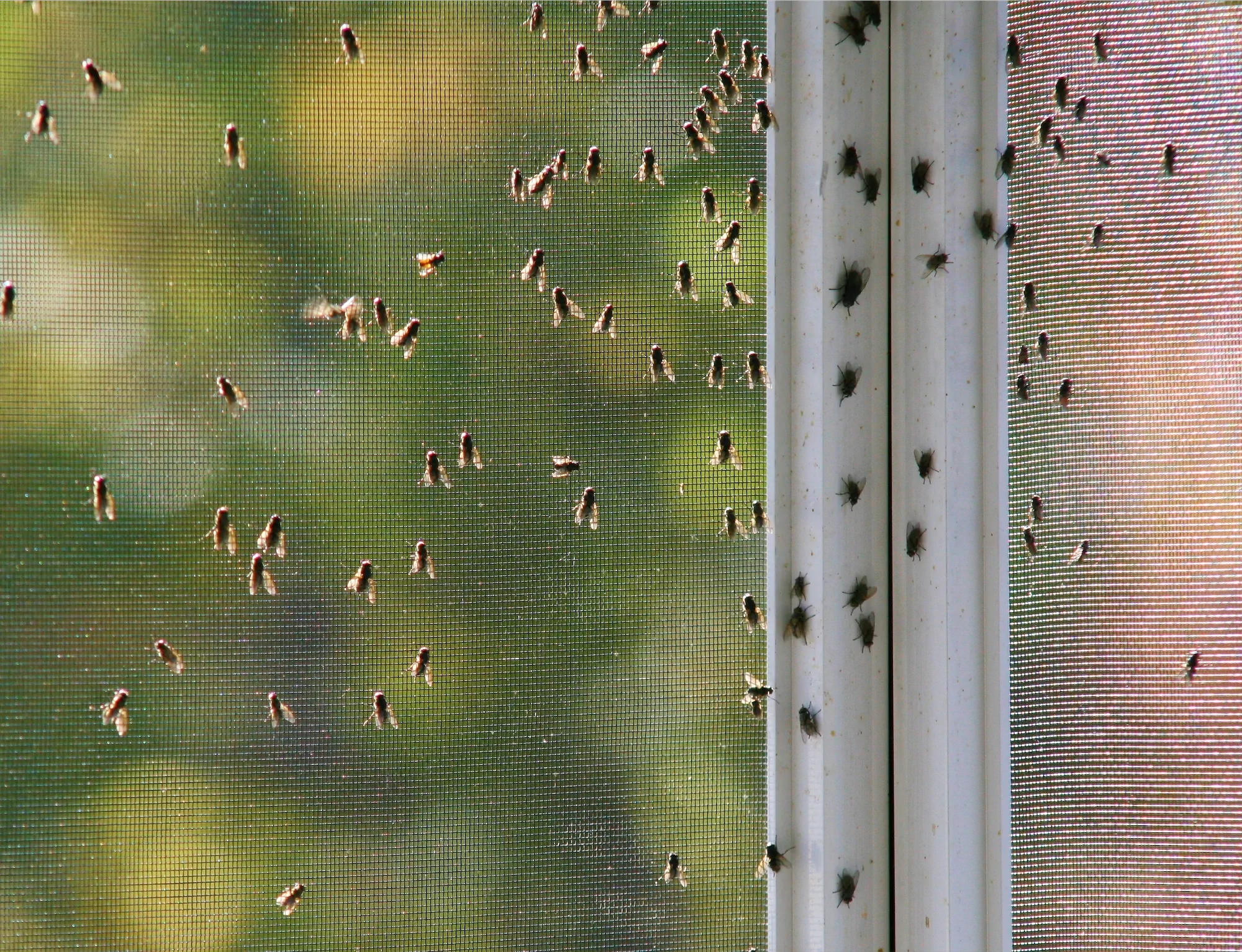 Preventing Gnats from Getting Into Your House